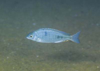 Otopharynx decorus 'Ntekete'